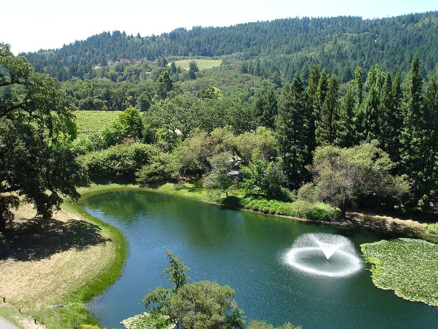 Vineyards and pond near Calistoga